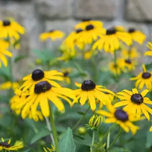 Black eyed Susan, Austin, Texas, USA