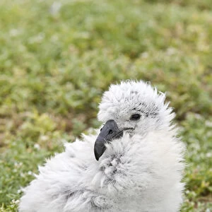 Black-footed Albatross / Phoebastria albatrus chick This species is listed as Endangered