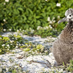 Black-footed Albatross / Phoebastria albatrus chick This species is listed as Endangered