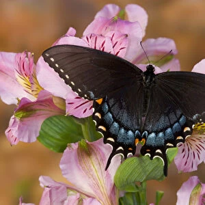 Black form of Eastern Tiger Swallowtail Butterfly, Papilio glaucus