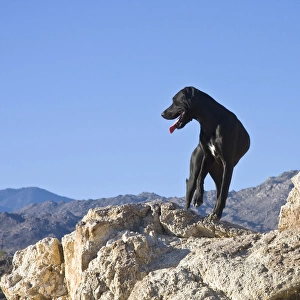 A black German Shorthaired Pointer standing on top of a hill in the Colorado Desert