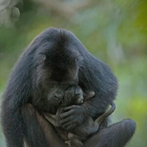 Black Howler Monkey (Alouatta pigra) Mother and Baby. Also carrying baby from second