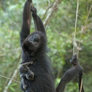 Black Howler Monkey & Baby Black Howler Monkey & Baby