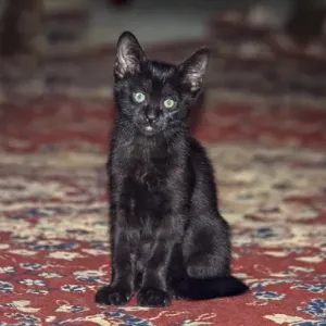 Black Kitten Black Kitten