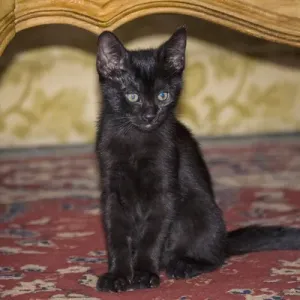 Black Kitten sitting on rug Black Kitten sitting on rug