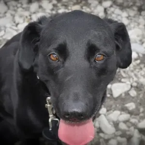 Black Lab Black Lab