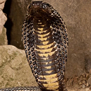 Black Pakistan Cobra, Naja naja karachiensis, Native to Pakistan, Habitat: Exists