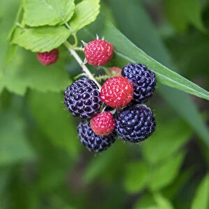 Black raspberries, USA