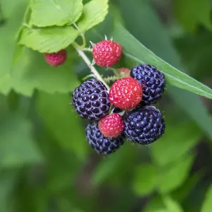 Black Raspberry Print, USA Black Raspberry Print, USA