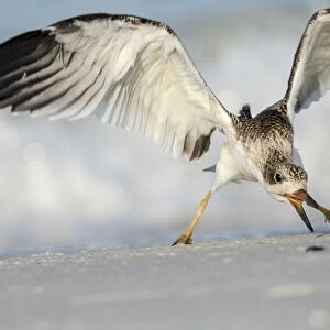 Black Skimmer fledgling practicing skimming along shore, Rynchops niger, Gulf of Mexico