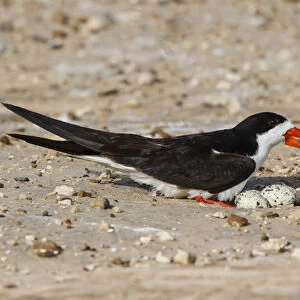 Black Skimmer (Rynchops niger) on nest