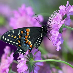 Black Swallowtail butterfly on Pincushion perennial flower. Sammamish, Washington State
