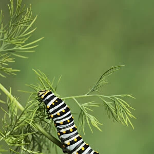 Black Swallowtail (Papilio polyxenes), caterpillar eating on fennel host plant (Foeniculum vulgare)