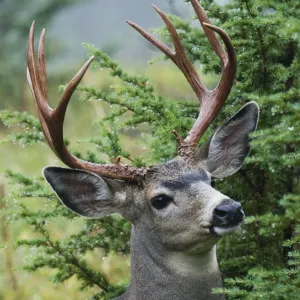 Black-tail Deer Buck Black-tail Deer Buck
