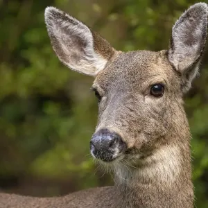 Black-tailed doe Black-tailed doe
