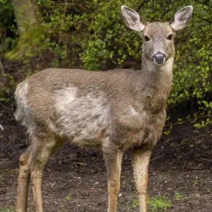 Black-tailed doe with mange Black-tailed doe with mange