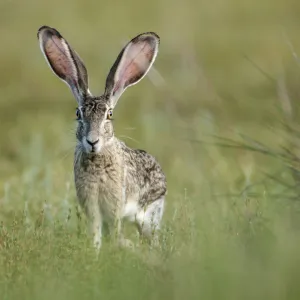 Black-tailed jackrabbit, Lepus californicus, Welder Flats, Texas