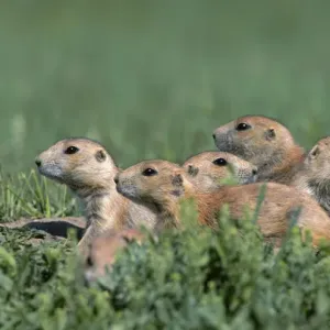 Black-tailed prairie dog (Cynomys ludovicianus) group on the lookout, Theodore Roosevelt
