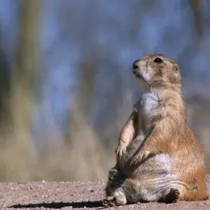 Black-tailed prairie dog (Cynomys ludovicianus) sitting, Badlands National Park, South Dakota