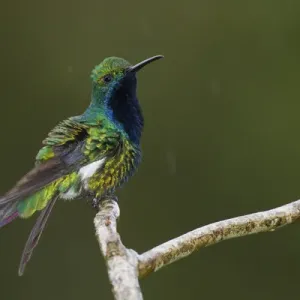 Black-throated Mango Hummingbird Black-throated Mango Hummingbird