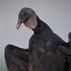 Black Vulture sunning, Coragyps atratus, Myakka River State Park, Florida