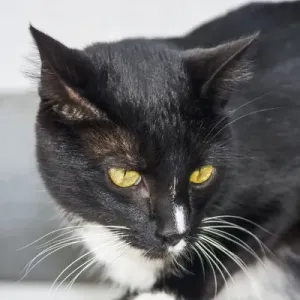 Black and White Cat Black and White Cat