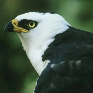 Black and White Hawk, Eagle, (Espizaetus melanoleucus), portrait in captivity, Atlantic Forets