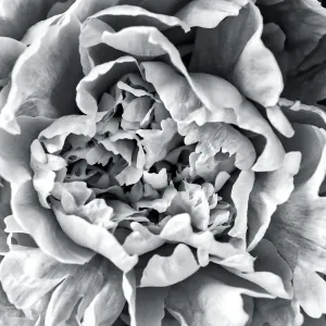 Black and White Peony