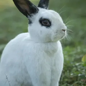 Black and White Rex Rabbit Print with Doe in Background Black and White Rex Rabbit Print with Doe in Background