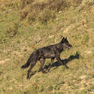 Black wolf from Mollies pack in Lamar Valley. Yellowstone National Park. Wyoming