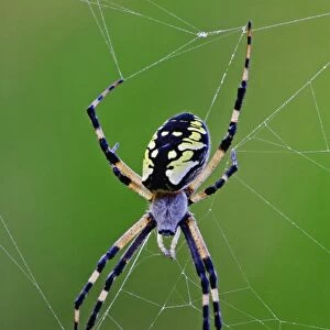 Black and Yellow Argiope spider in web, Rockport, Maine Argiope aurantia