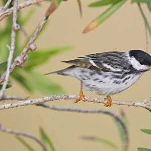 Blackpol Warbler (Dendroica striata) male foraging for insects, Texas coast