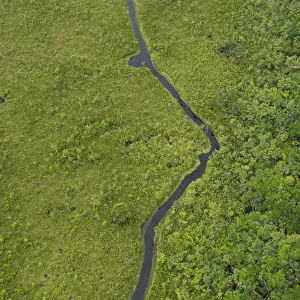 Blackwater swamp, Yasuni National Park, Amazon Rainforest, ECUADOR. South America