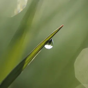 Blade of Grass with Dewdrop. Credit as: Nancy Rotenberg / Jaynes Gallery / DanitaDelimont