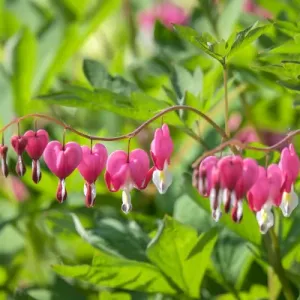 Bleeding Heart Flower Print, Reading Massachusetts USA Bleeding Heart Flower Print, Reading Massachusetts USA