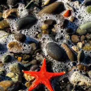 Blood star, Salt Creek Recreational Area, Port Angeles, Washington State, USA Blood star, Salt Creek Recreational Area, Port Angeles, Washington State, USA