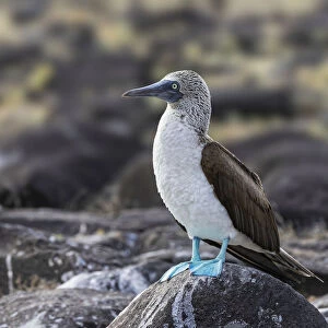 Blue-footed Boobie, Espanola Island, Galapagos Islands, Ecuador
