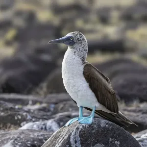 Blue-footed Boobie, Espanola Island, Galapagos Islands, Ecuador