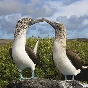 Blue-footed booby courtship (Sula nebouxii excisa) Punta Cevallos, Espaaa'ola