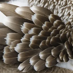 Blue-footed booby feather pattern, Ecuador, Floreana Island, Galapagos Isalnds