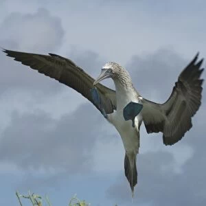 Blue-footed booby (Sula nebouxii excisa), Punta Cevallos, EspaAnola or Hood Island