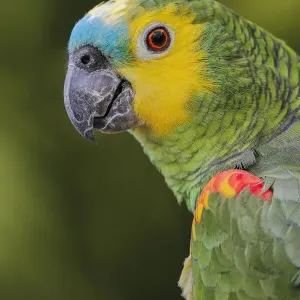 Blue Fronted Amazon Parrot Print Blue Fronted Amazon Parrot Print