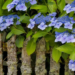 Blue hydrangea along fence gardens of Cannon Beach, Oregon