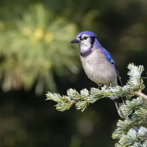 Blue jay in blue atlas cedar, Marion County, Illinois Blue jay in blue atlas cedar, Marion County, Illinois