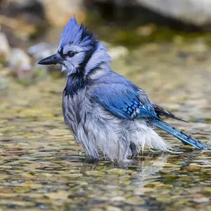 Blue Jay (Cyanocitta cristata) bathing Marion County, Illinois Blue Jay (Cyanocitta cristata) bathing Marion County, Illinois
