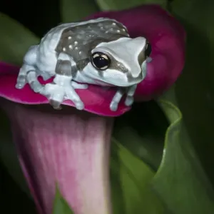 Blauer Milchfrosch, Missions Goldaugen-Außerirdischer Milchfrosch Trachycephalus Resinifictorius Blauer Milchfrosch, Missions Goldaugen-Außerirdischer Milchfrosch Trachycephalus Resinifictorius