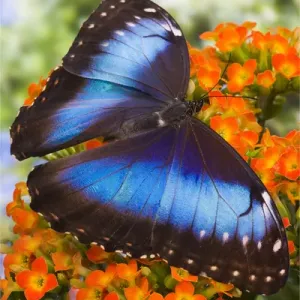 Blue Morpho Butterfly Print Blue Morpho Butterfly Print