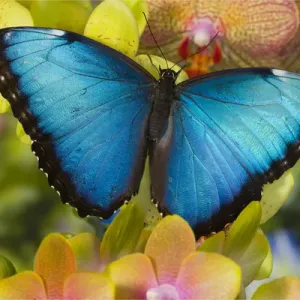 Blue Morpho Butterfly Print on Orchid Blue Morpho Butterfly Print on Orchid
