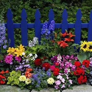 Blue Picket Fence with flower garden gracing it Sammamish Washington and our garden