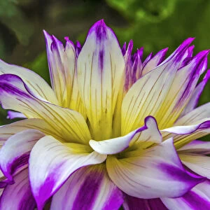 Blue purple white Dinnerplate a dahlia blooming. Dahlia named Ferncliff Illusion